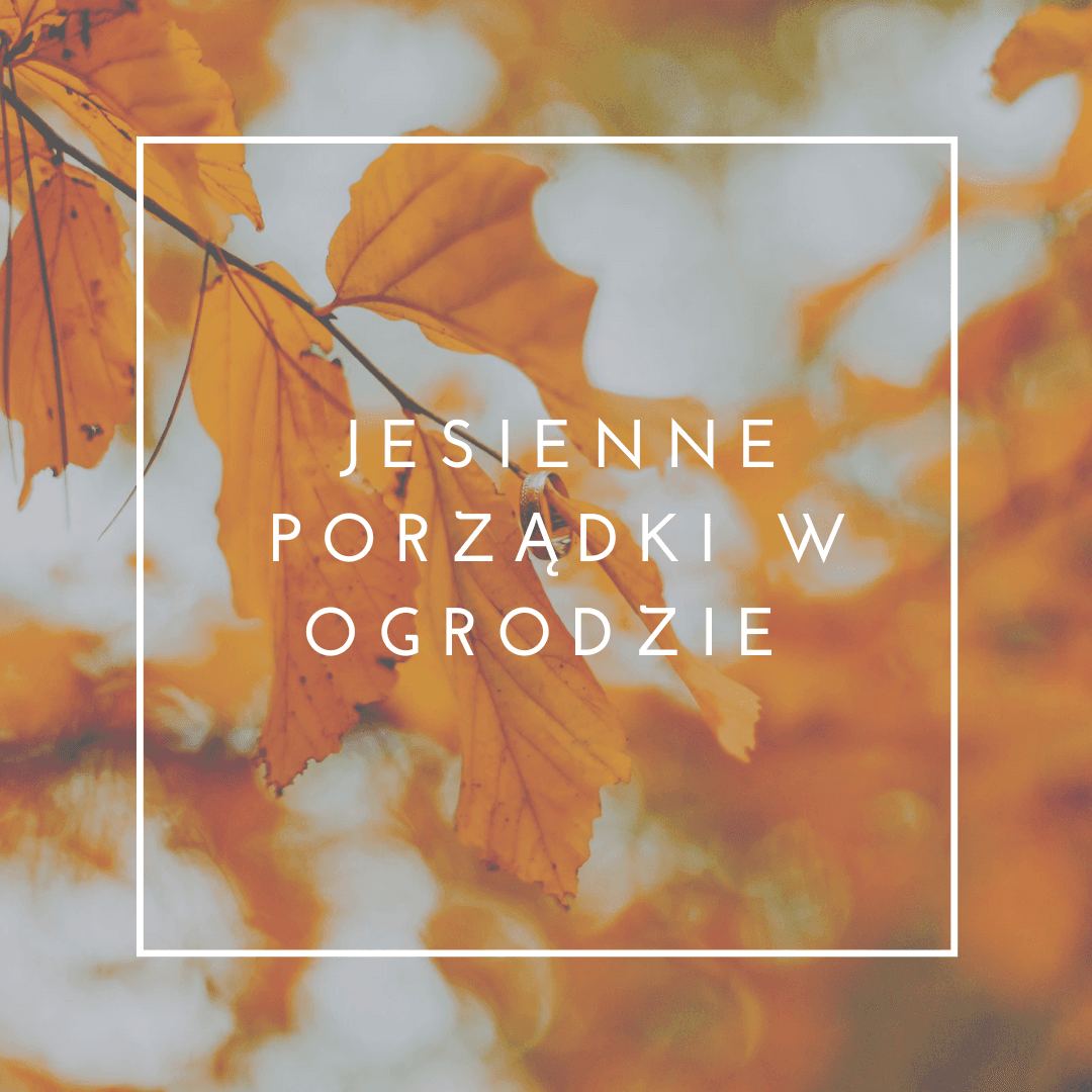 Jesienne porządki w ogrodzie